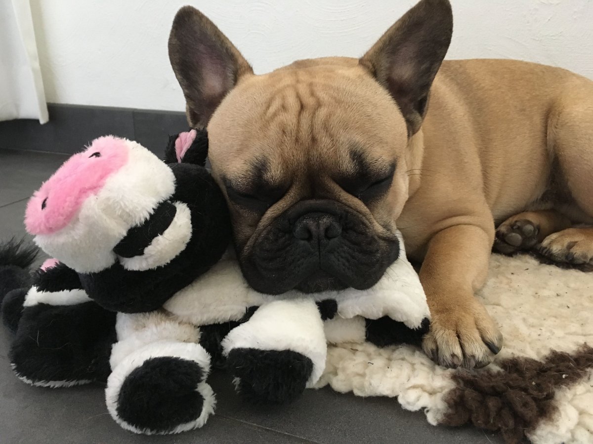 Флаффи французский бульдог
