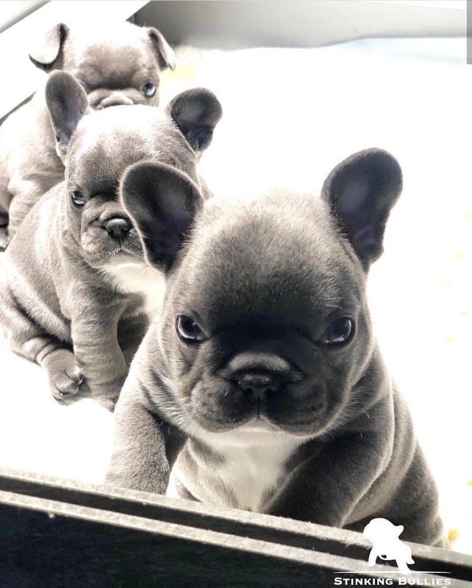 Французский бульдог щенки красивые