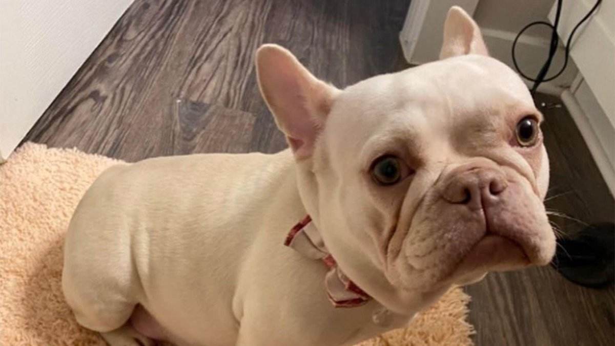 Флаффи французский бульдог