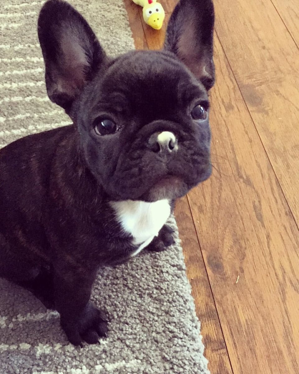 Щенки французского бульдога флаффи