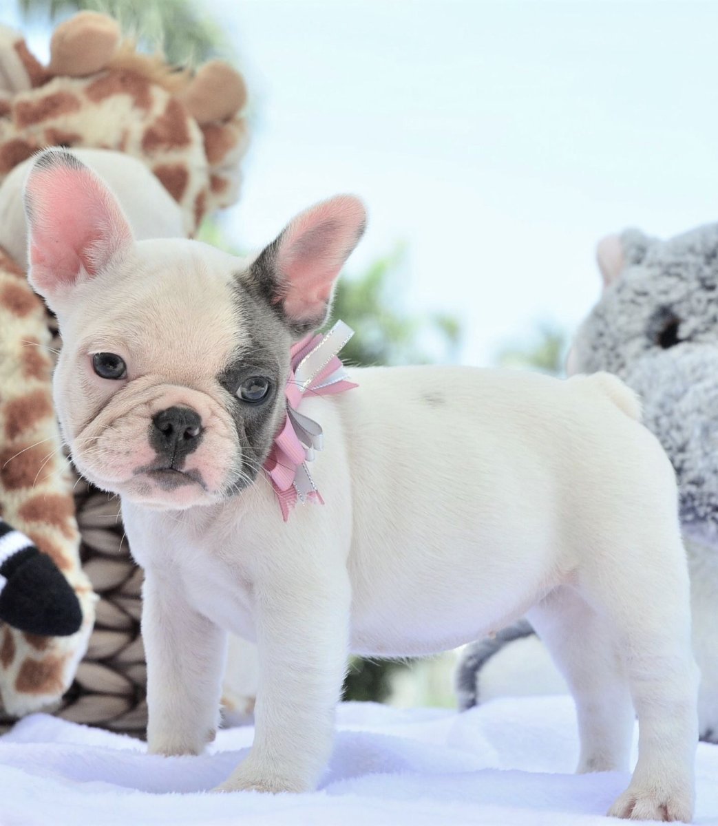 Французский бульдог Лилак