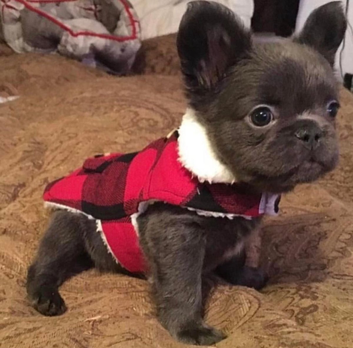 Щенки французского бульдога флаффи