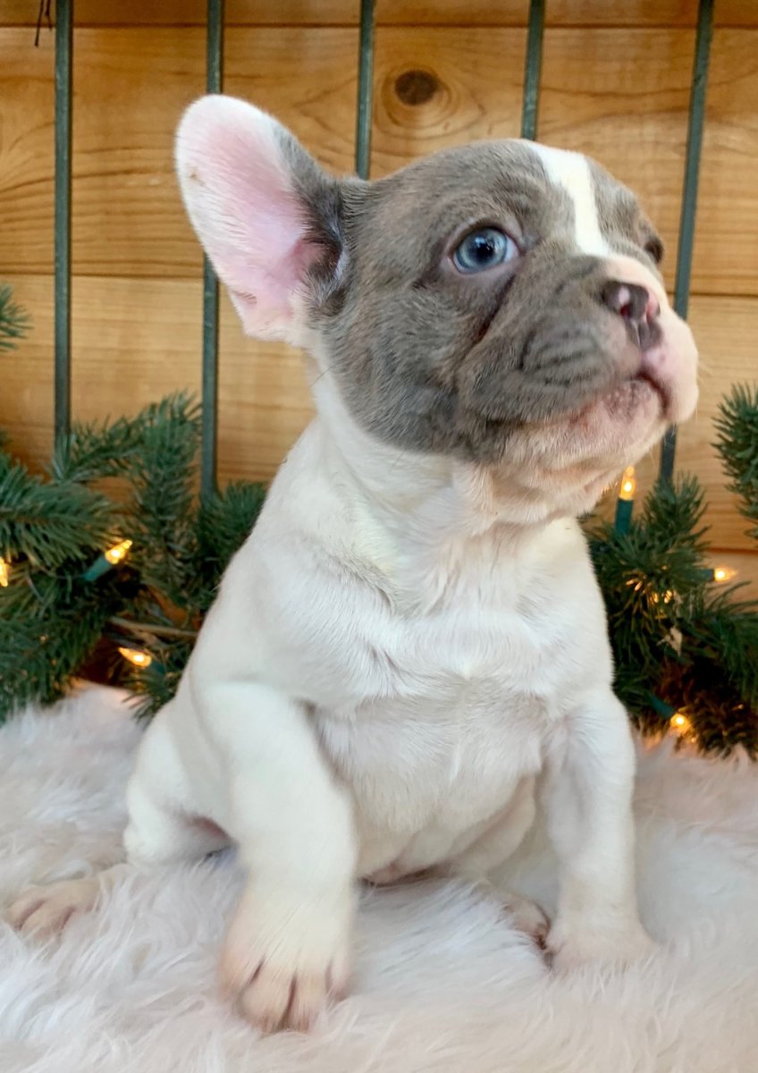 Бульдог Лилак