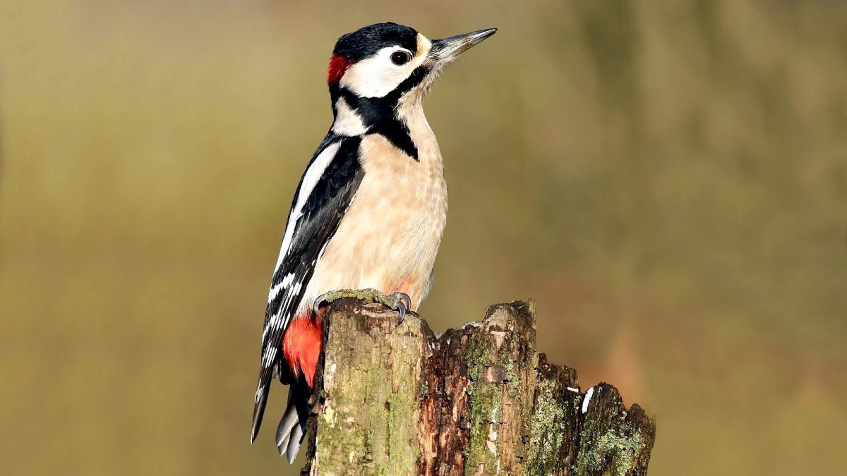 Фото птицы долбодятел