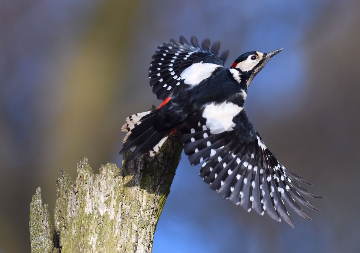 Дятел сзади