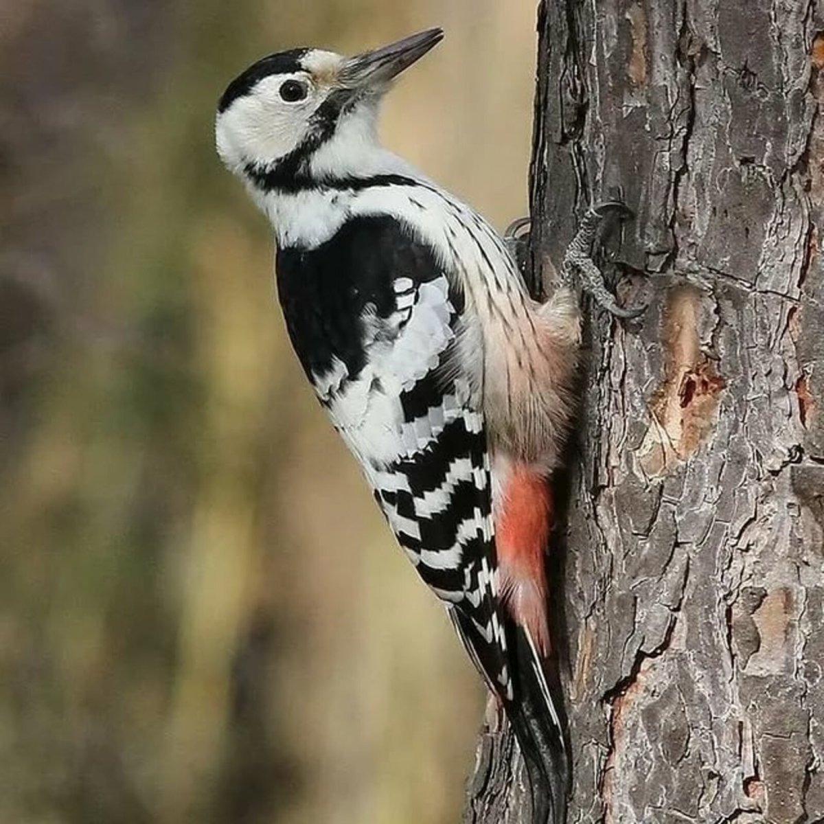 Дятлы Курске