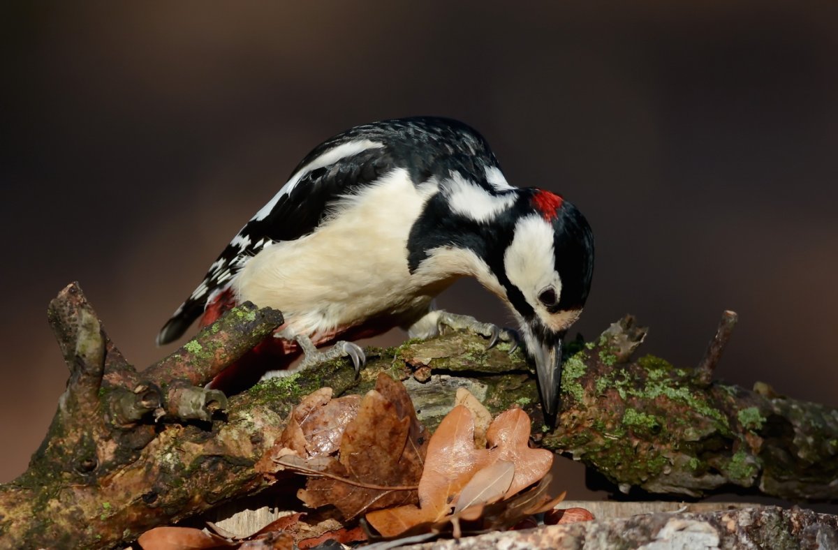 Большой пестрый дятел в полете
