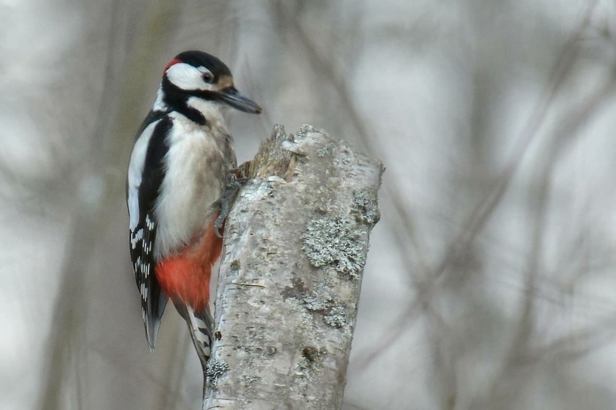 Дятлы Санкт-Петербург