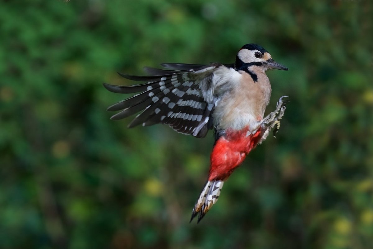 Пестрый дятел Крылья