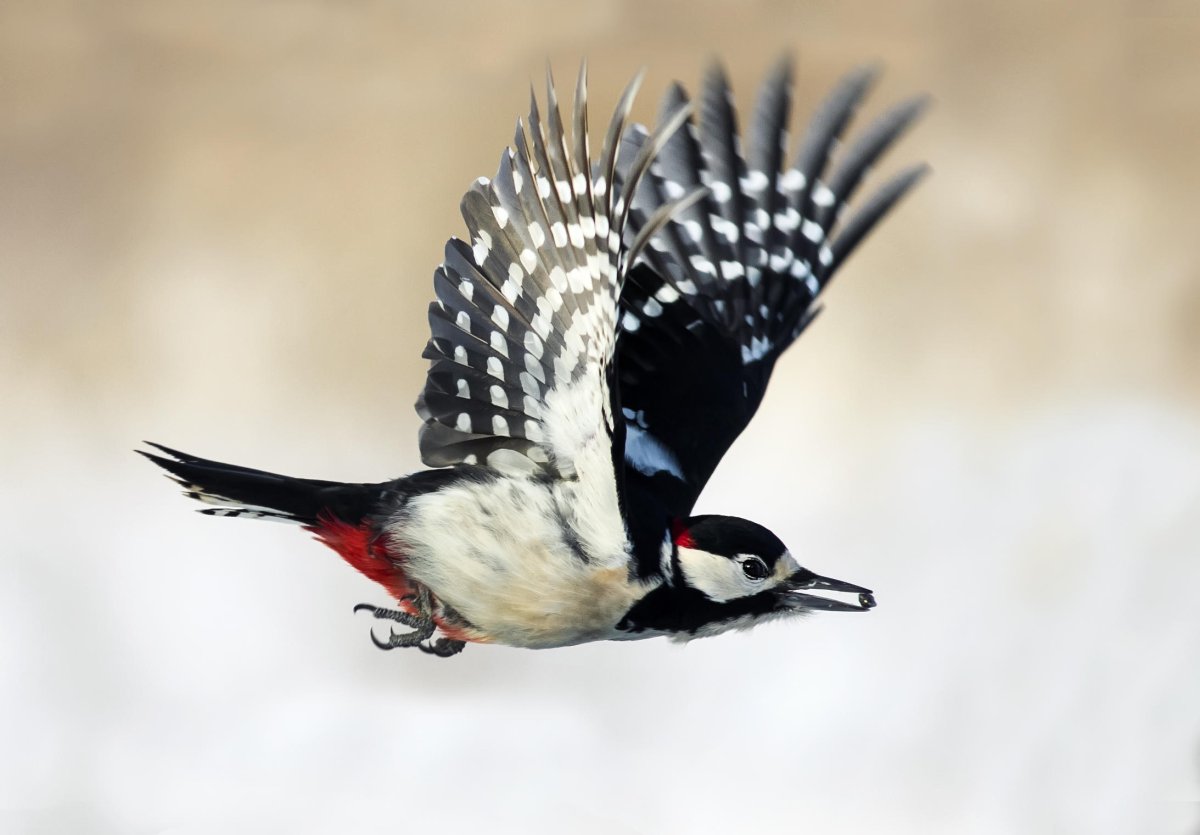 Пестрый дятел птица