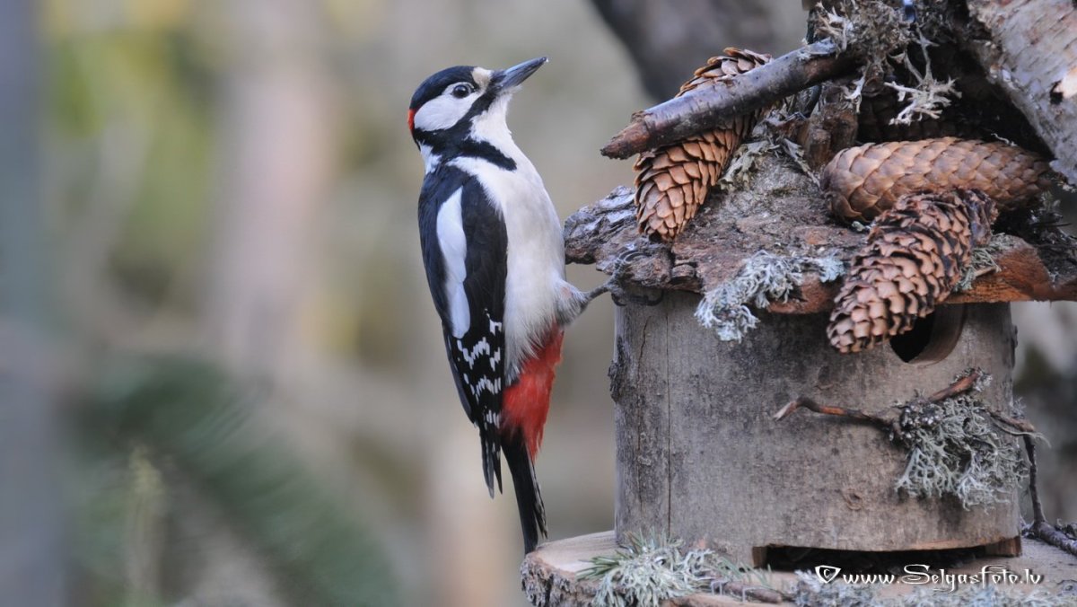 Большой пёстрый дятел зимой