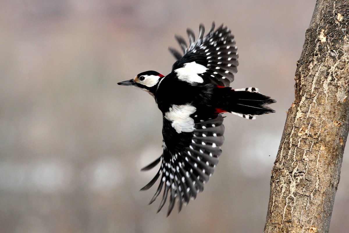 Большой пестрый дятел в полете