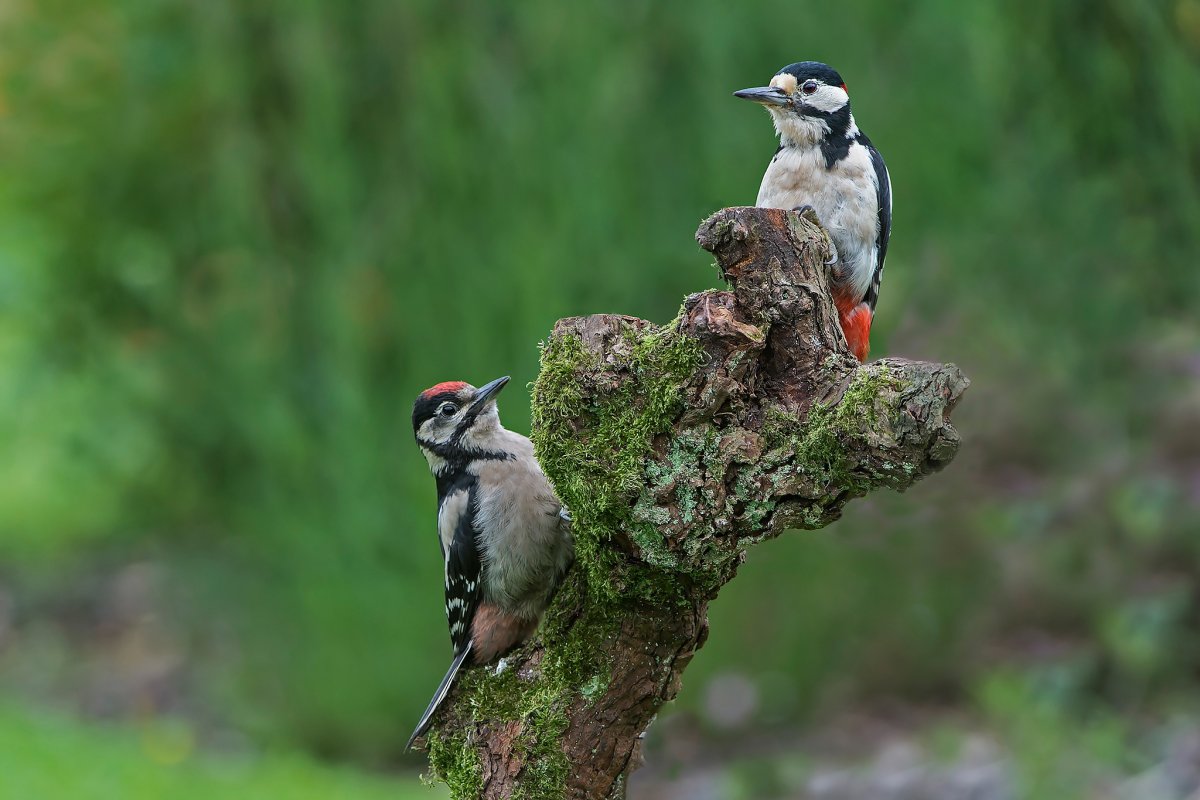 Дятел на пне