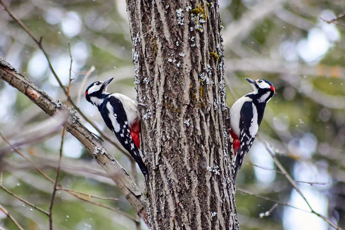 Большой пёстрый дятел