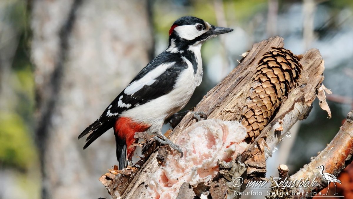 Габонский саванный дятел