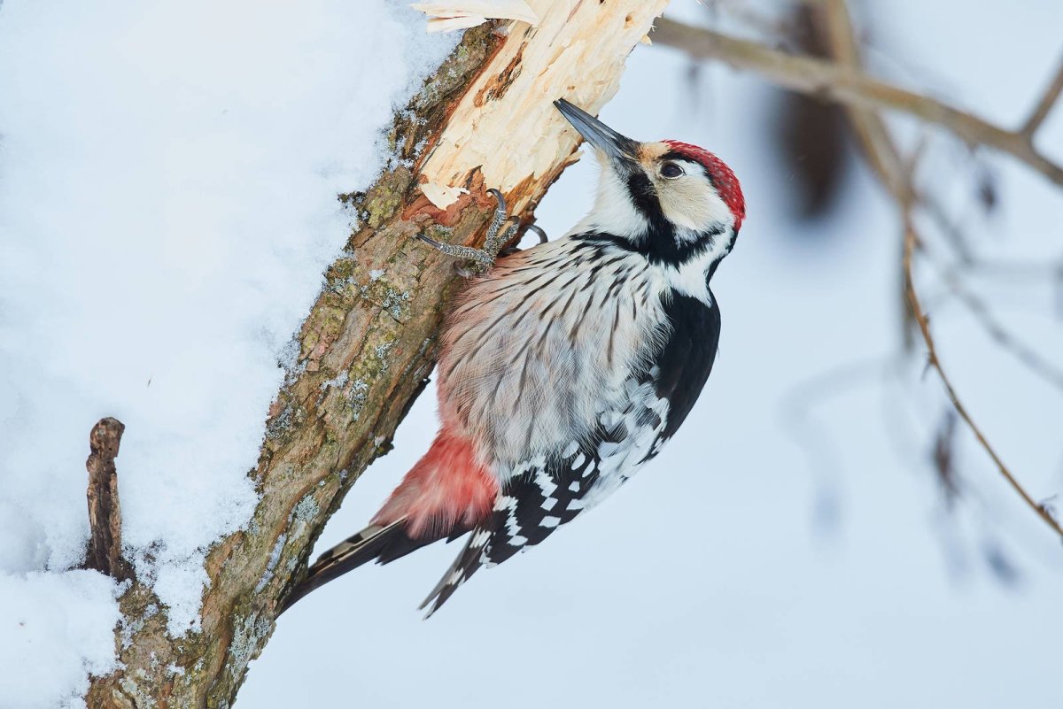 Белоспи́нный дя́тел Dendrocopos leucotos