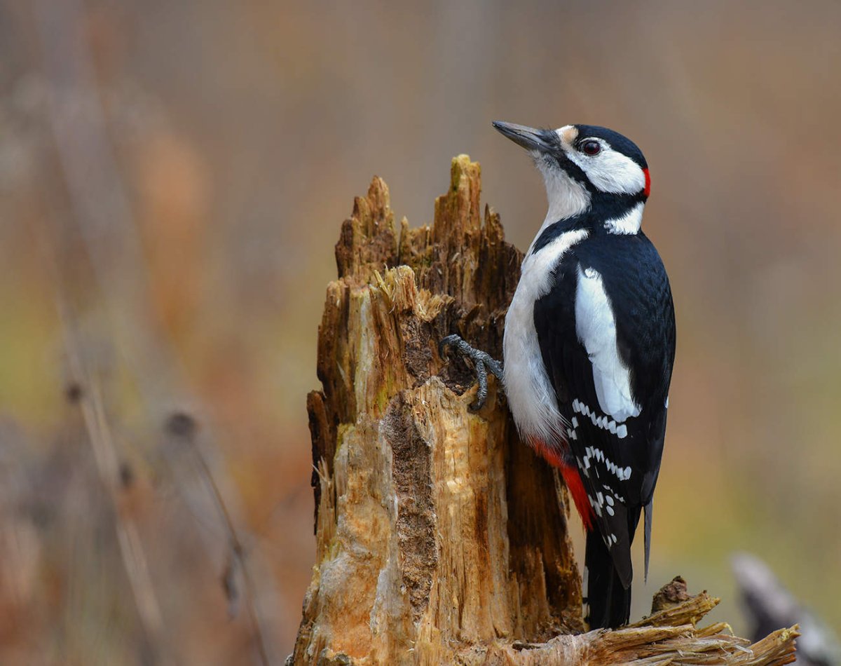 Голова дятла
