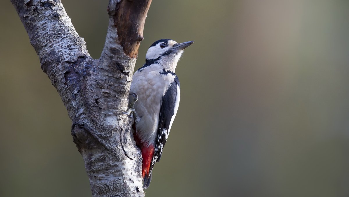 Пустынный дятел