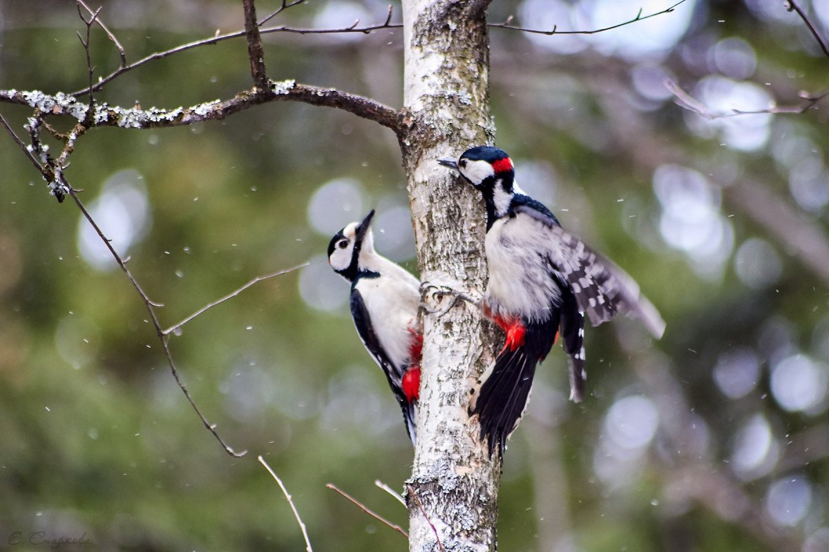 Пестрый дятел птица
