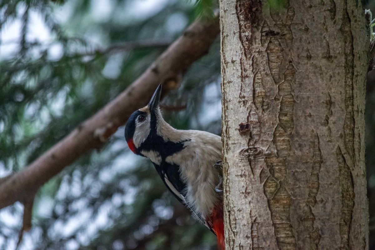 Дятел Крымский фото
