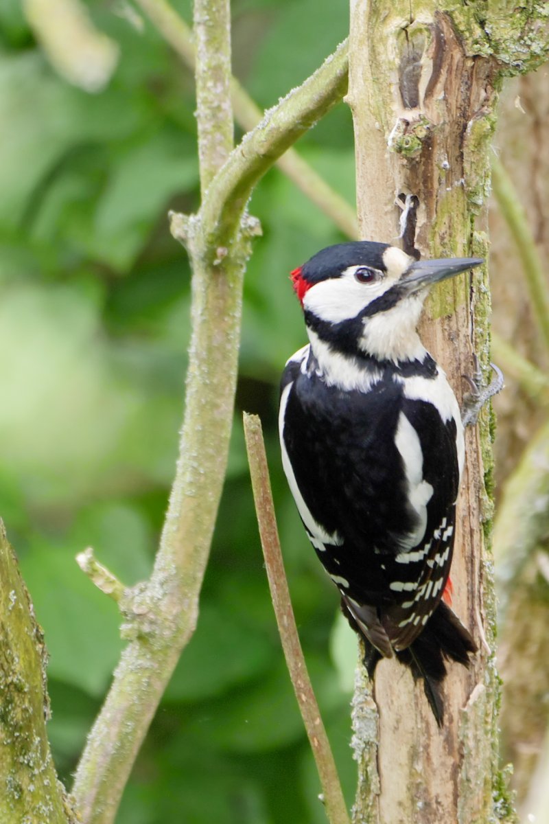Фото Парандахо
