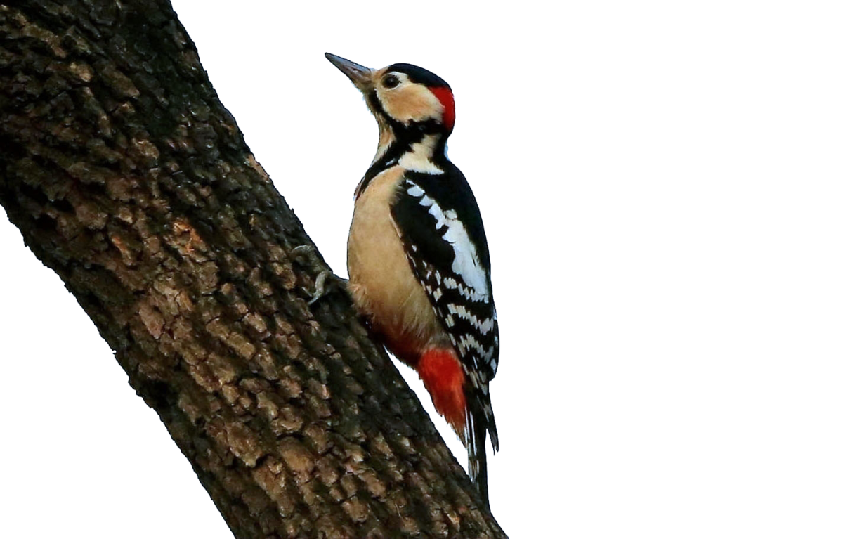 Дятел на белом фоне