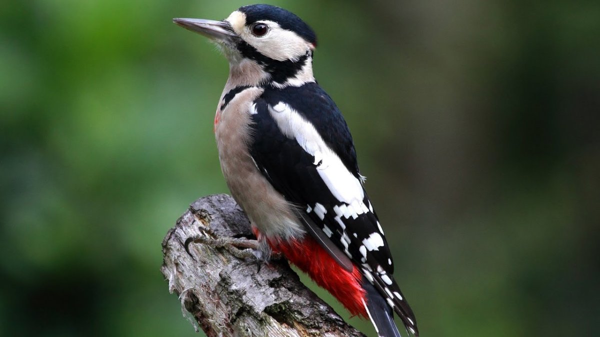 Большой пестрый дятел самец и самка