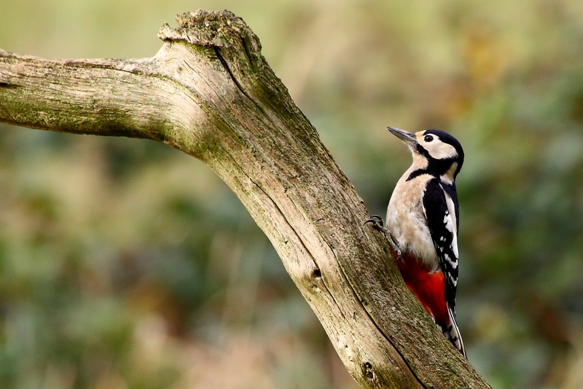 Большой пестрый дятел латынь