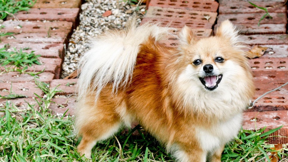 Шпиц флаффи