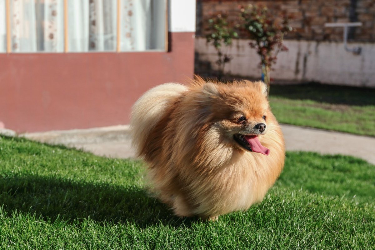 Шпиц летом в жару