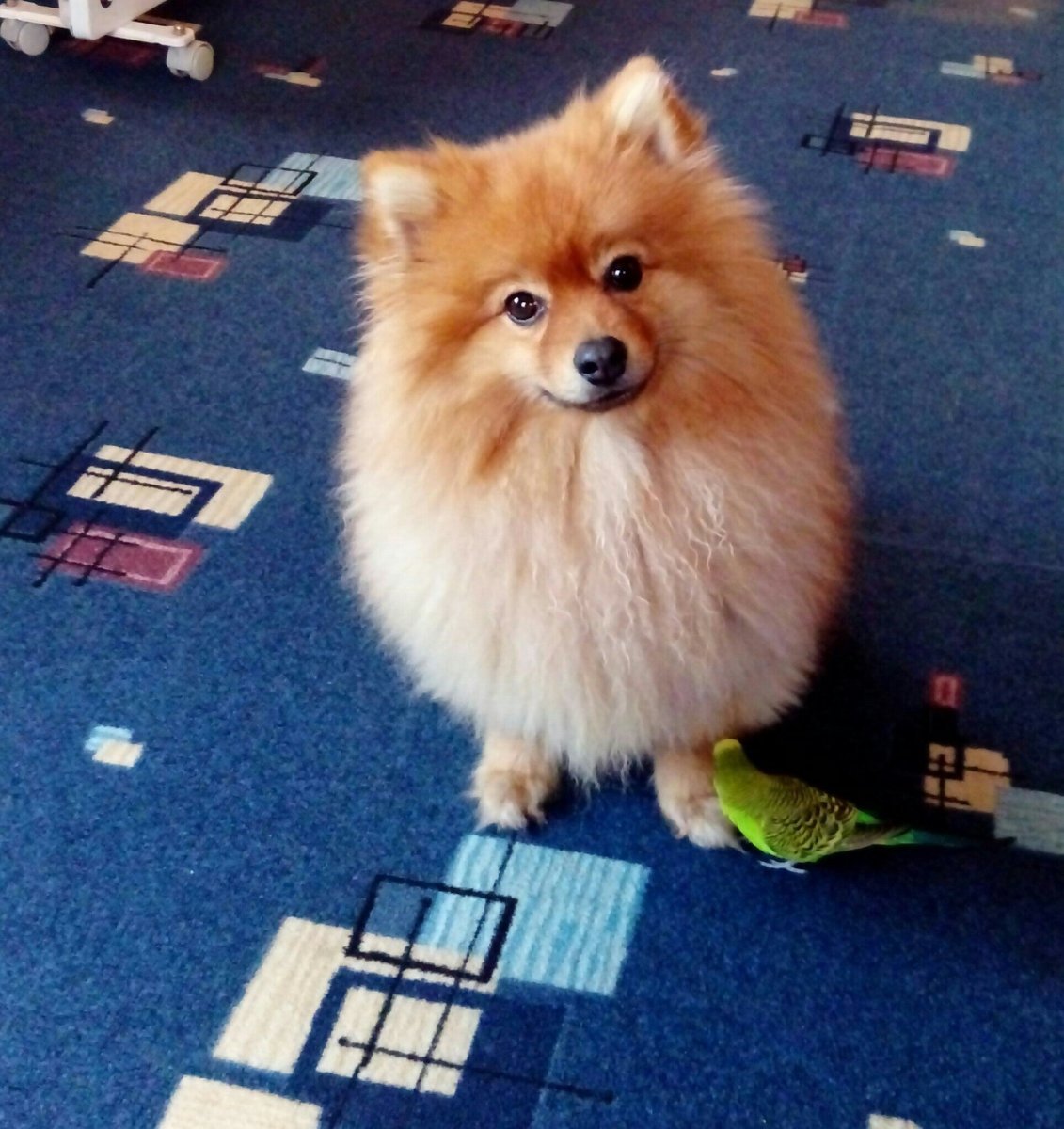 Мини шпиц Лисичка