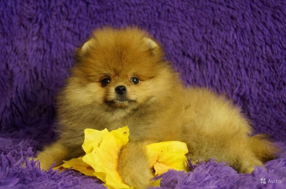 Шпиц собака