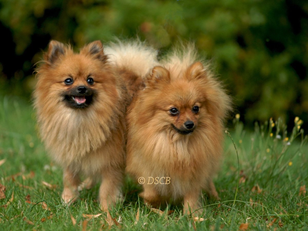 Бельгийский шпиц