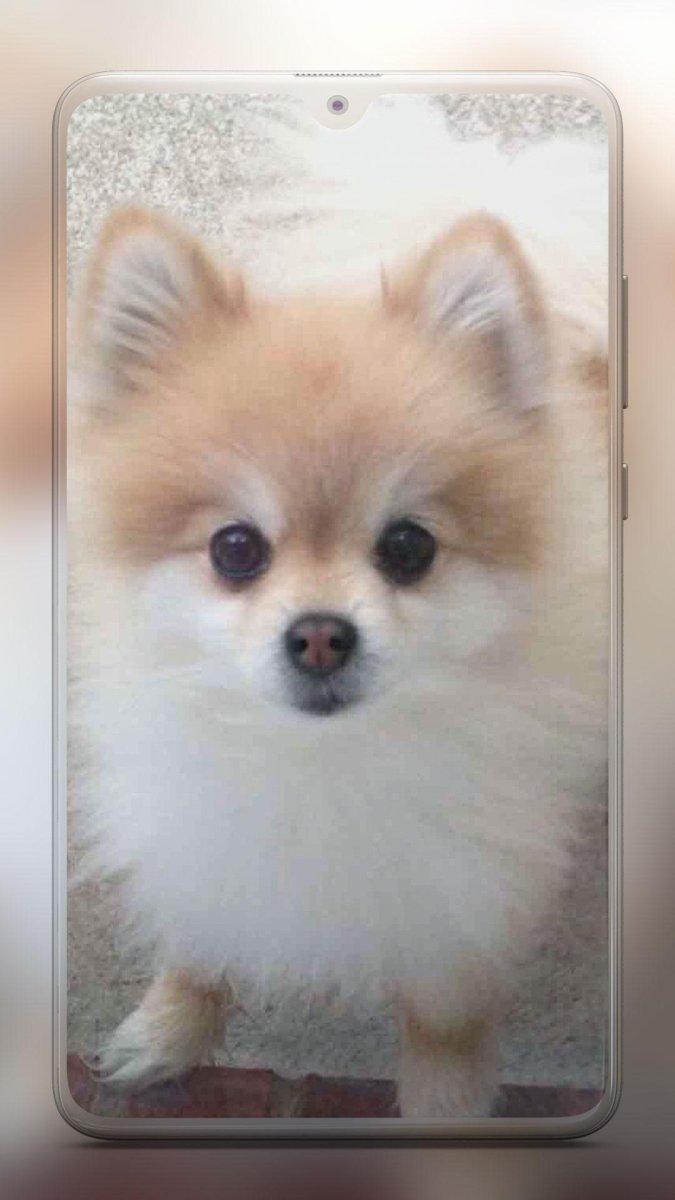 Померанский шпиц персиковый