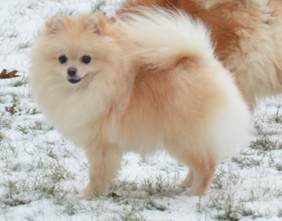 Померанский Лисий шпиц
