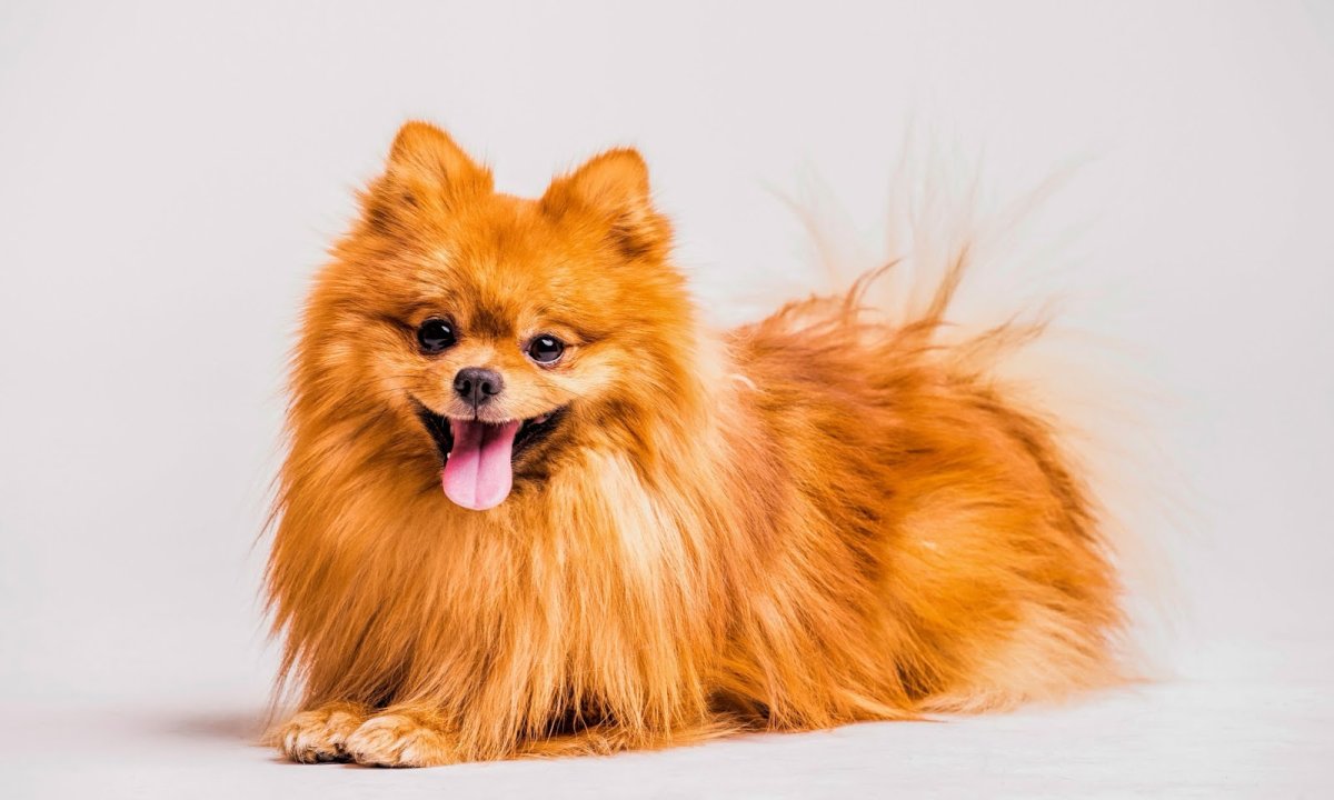 Шпиц немецкий малый рыжий