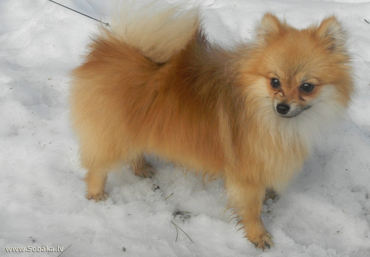 Немецкий шпиц гладкошерстный