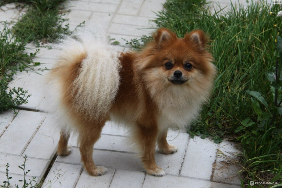 Померанский шпиц Лисичка