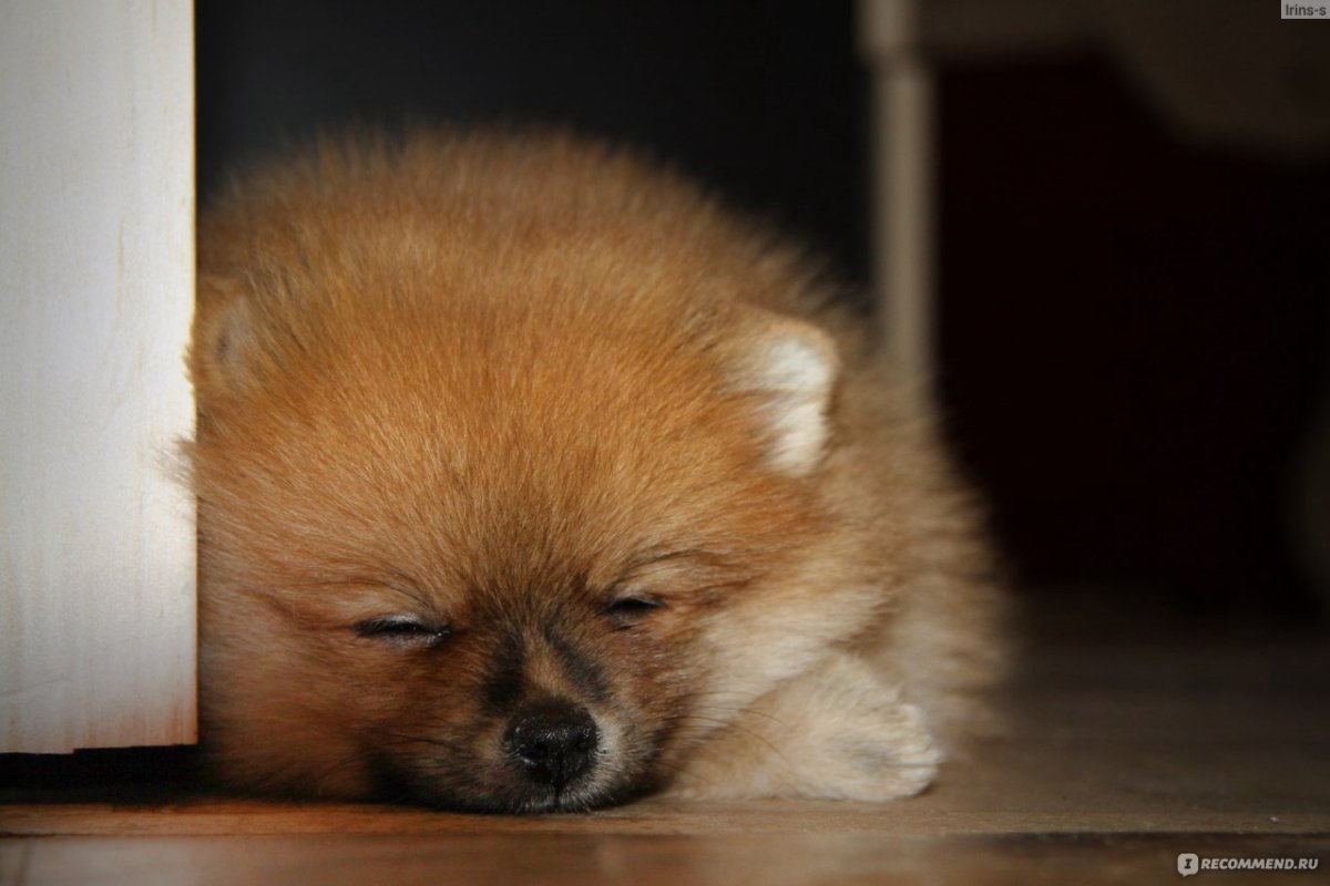 Служебный шпиц Лисенок