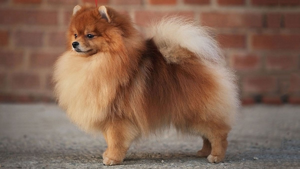 Малый померанский шпиц