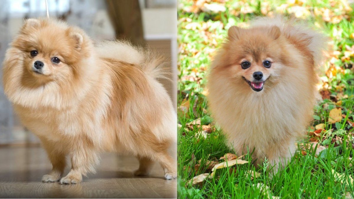 Шпиц Лисичка