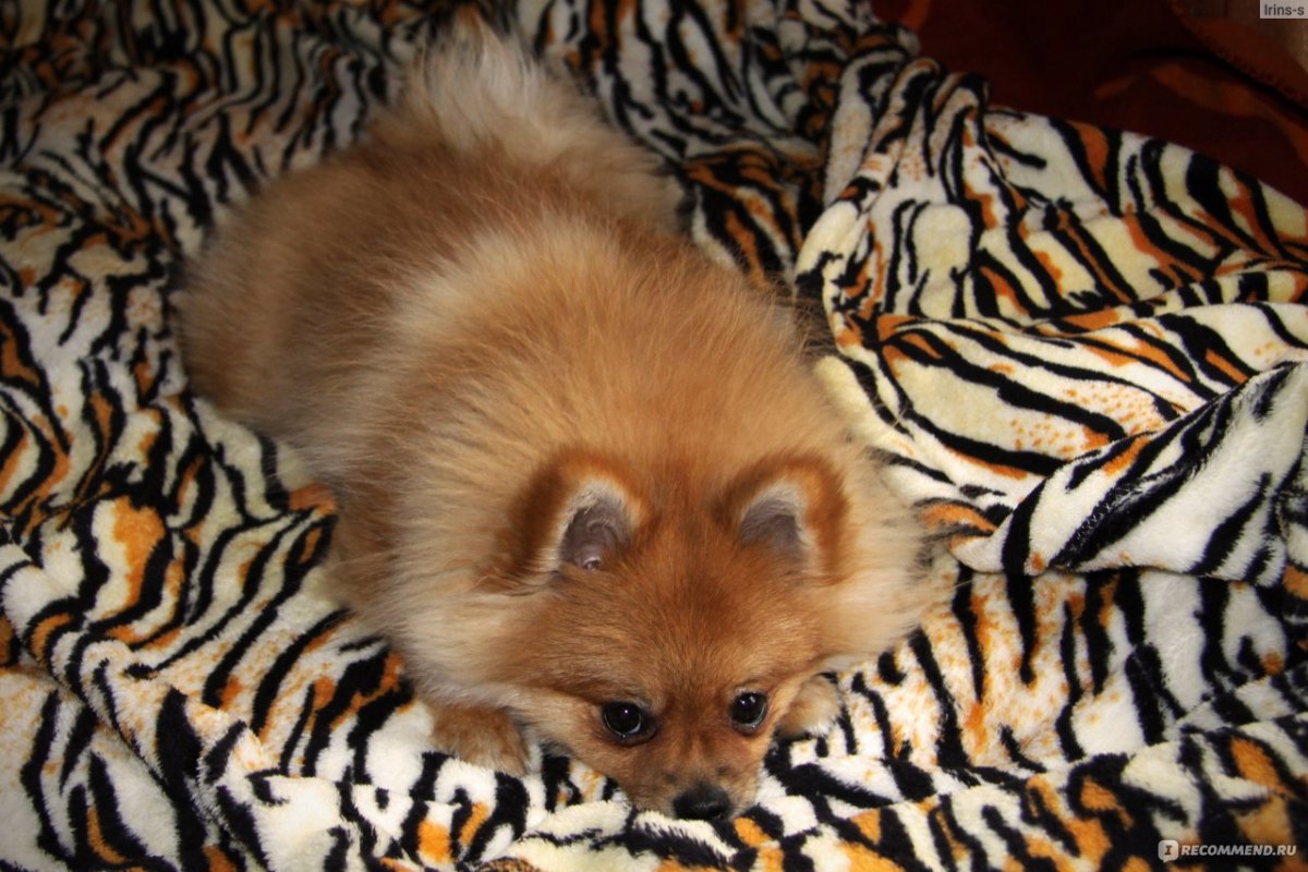 Немецкий Лисий шпиц