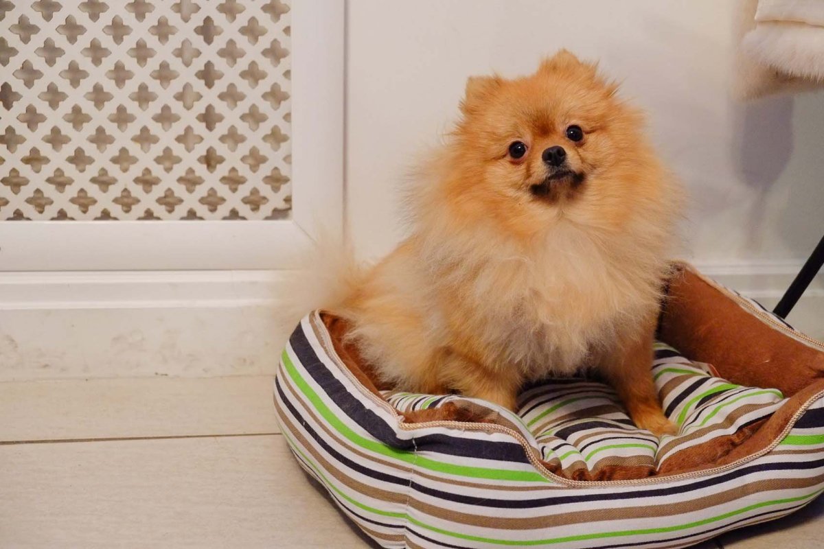 Померанский Лисий шпиц