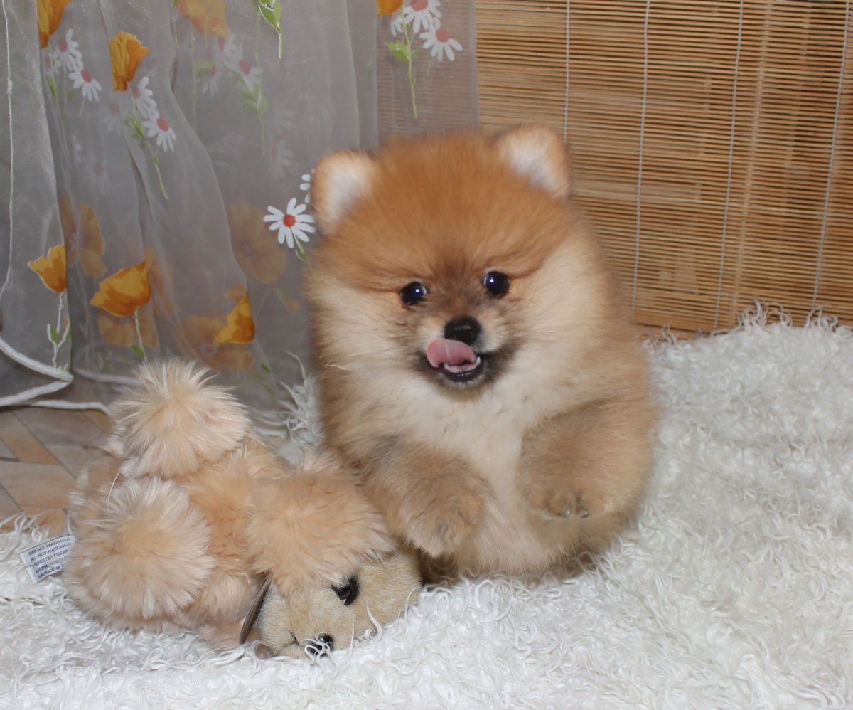 Померанский шпиц Лисенок