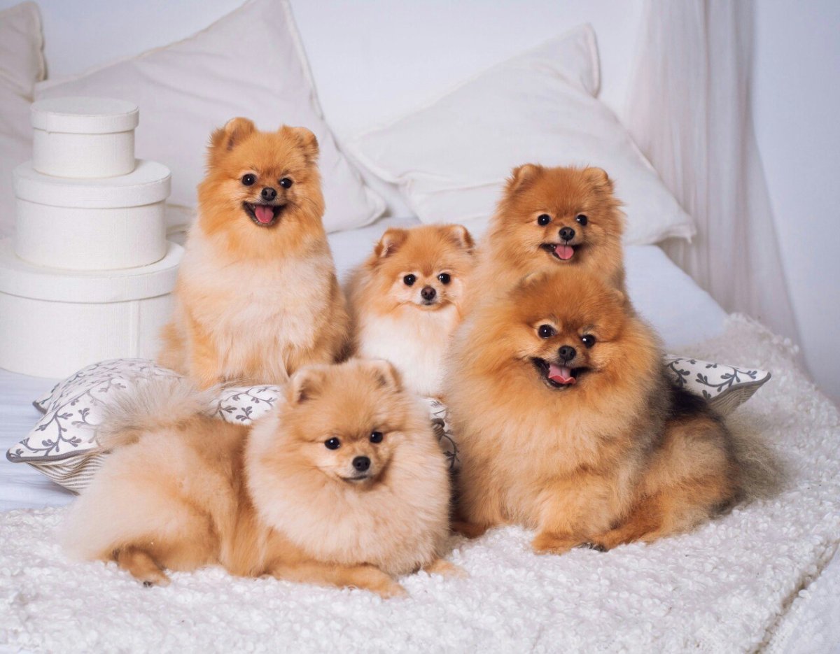 Шпиц померанский щенки куча