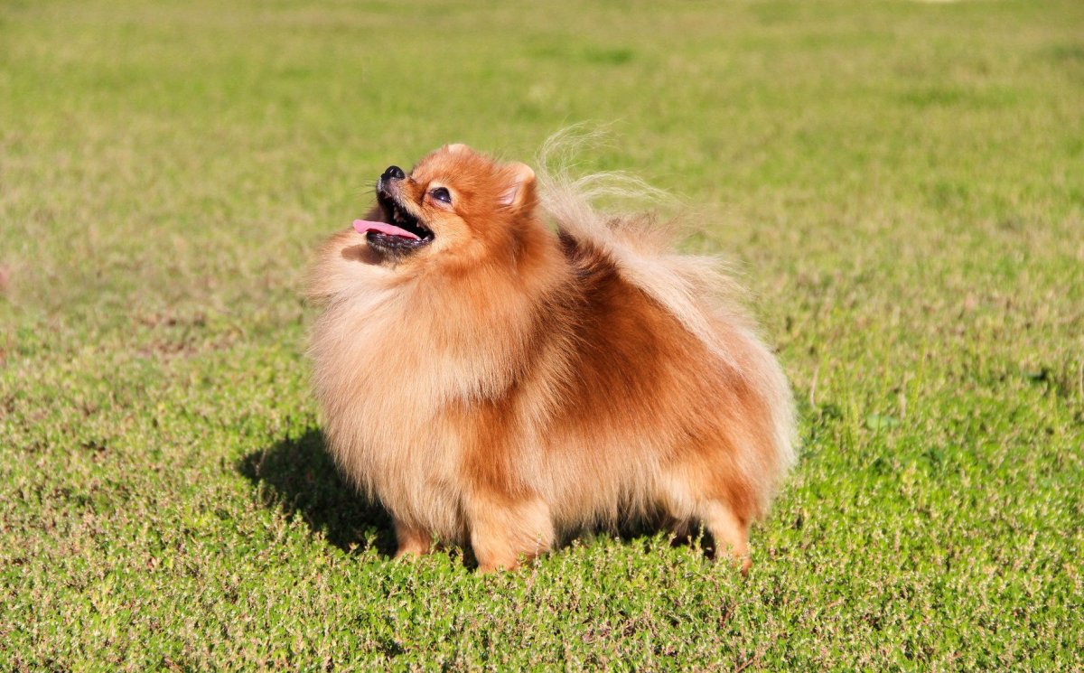 Цвергшпиц лисьего типа