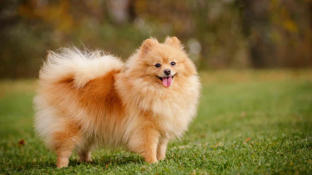 Собака Zwergspitz мини