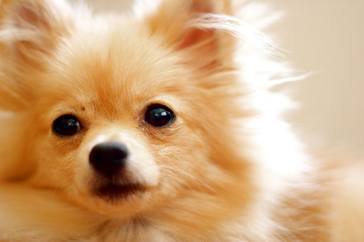 Собачка с мордочкой лисички