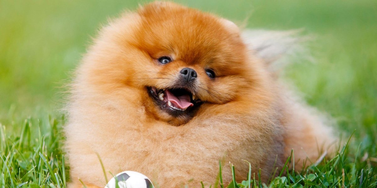 Померанский шпиц улыбается