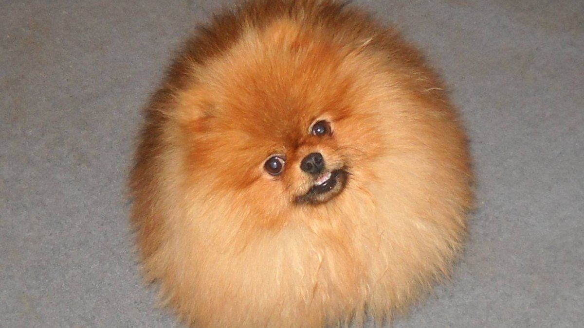 Померанский шпиц лохматый
